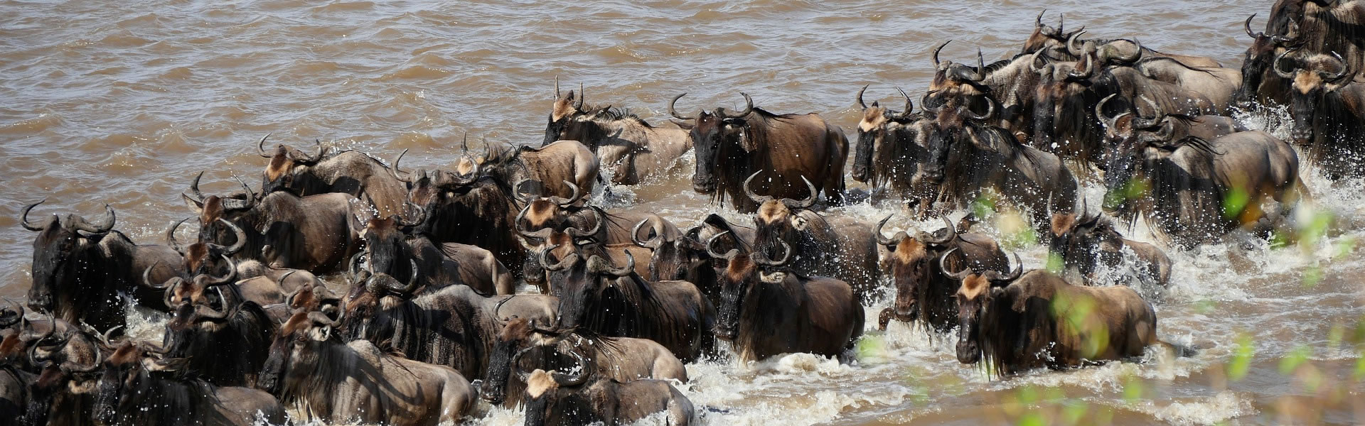 Masai Mara vs Serengeti which is better safari comparison